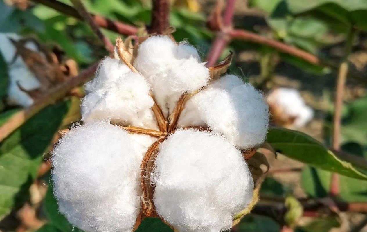 The Versatile World of Cellulose Derivatives in Industry and Food
