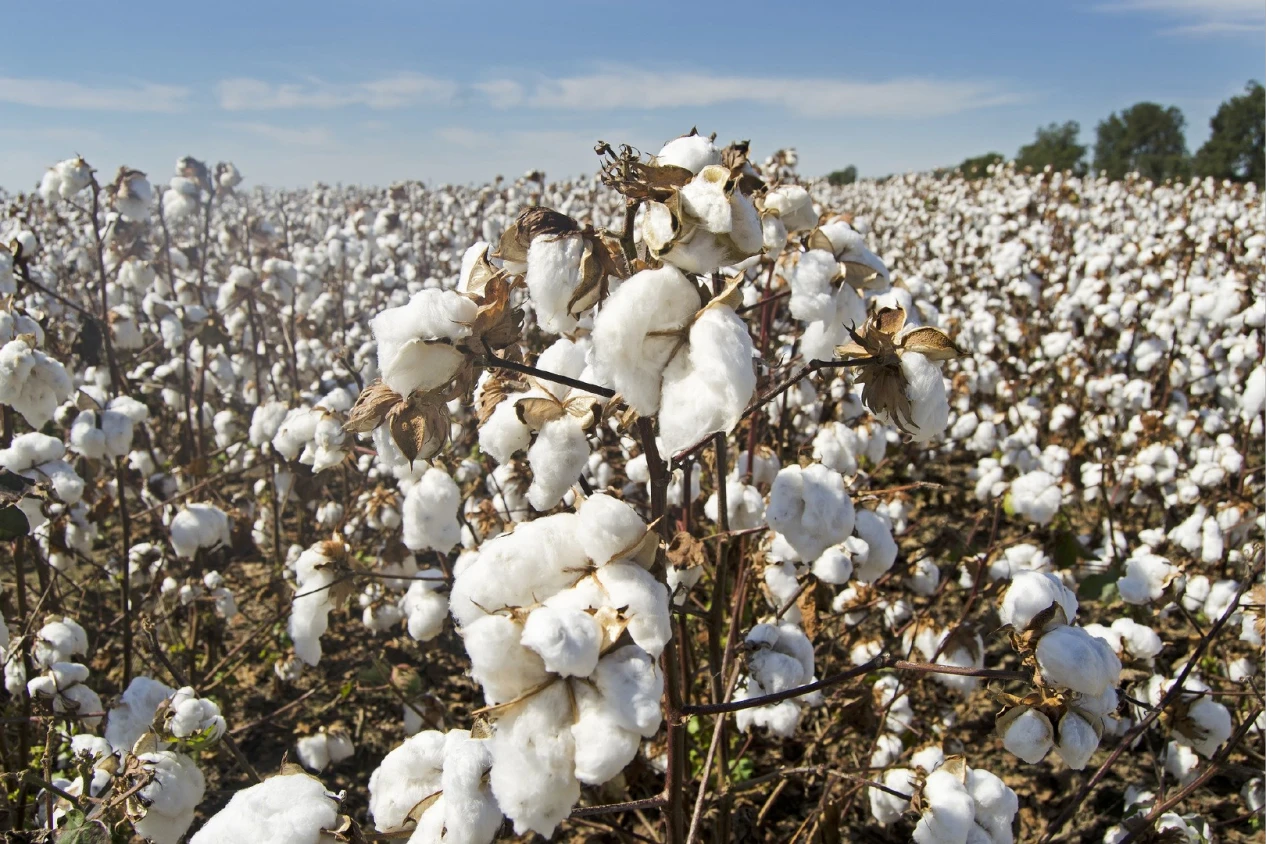 Understanding Different Types of Cellulose and Their Applications