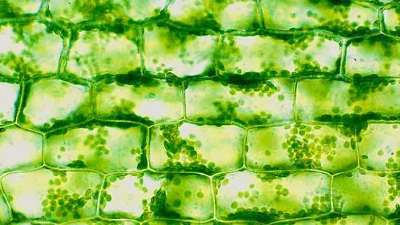 The Many Faces of Cellulose: A Versatile Ingredient Across Industries