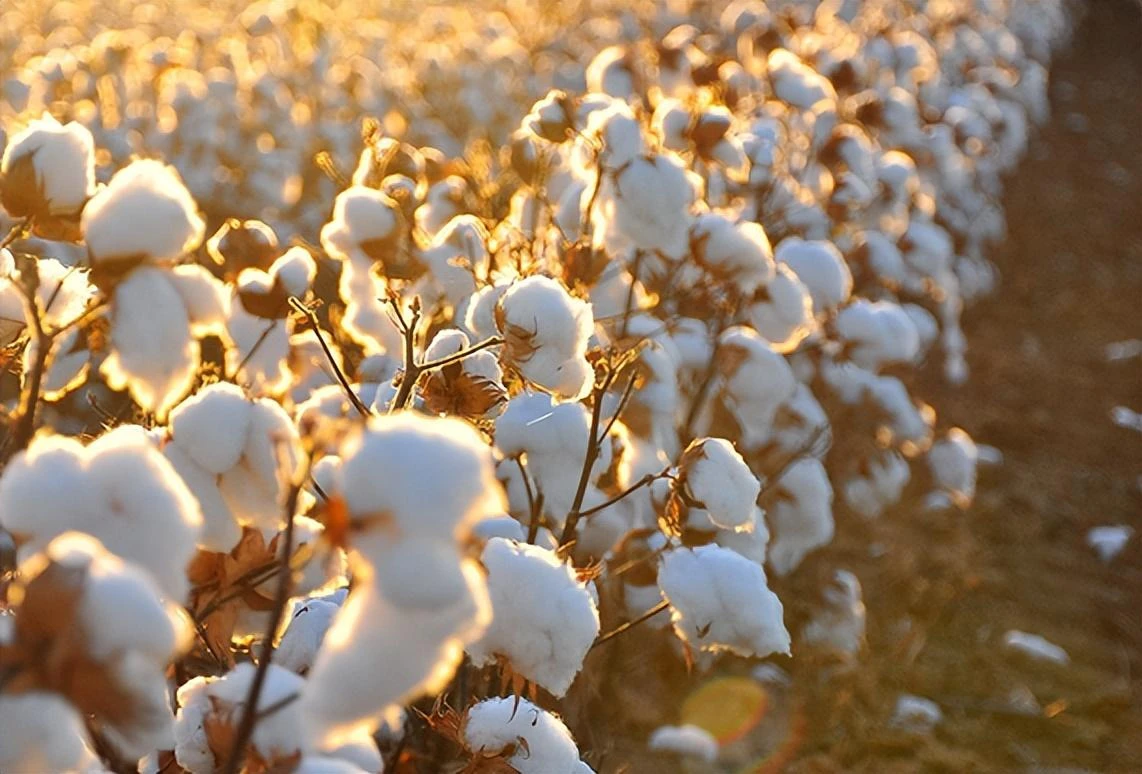 What is Cellulose Made of in Cotton?