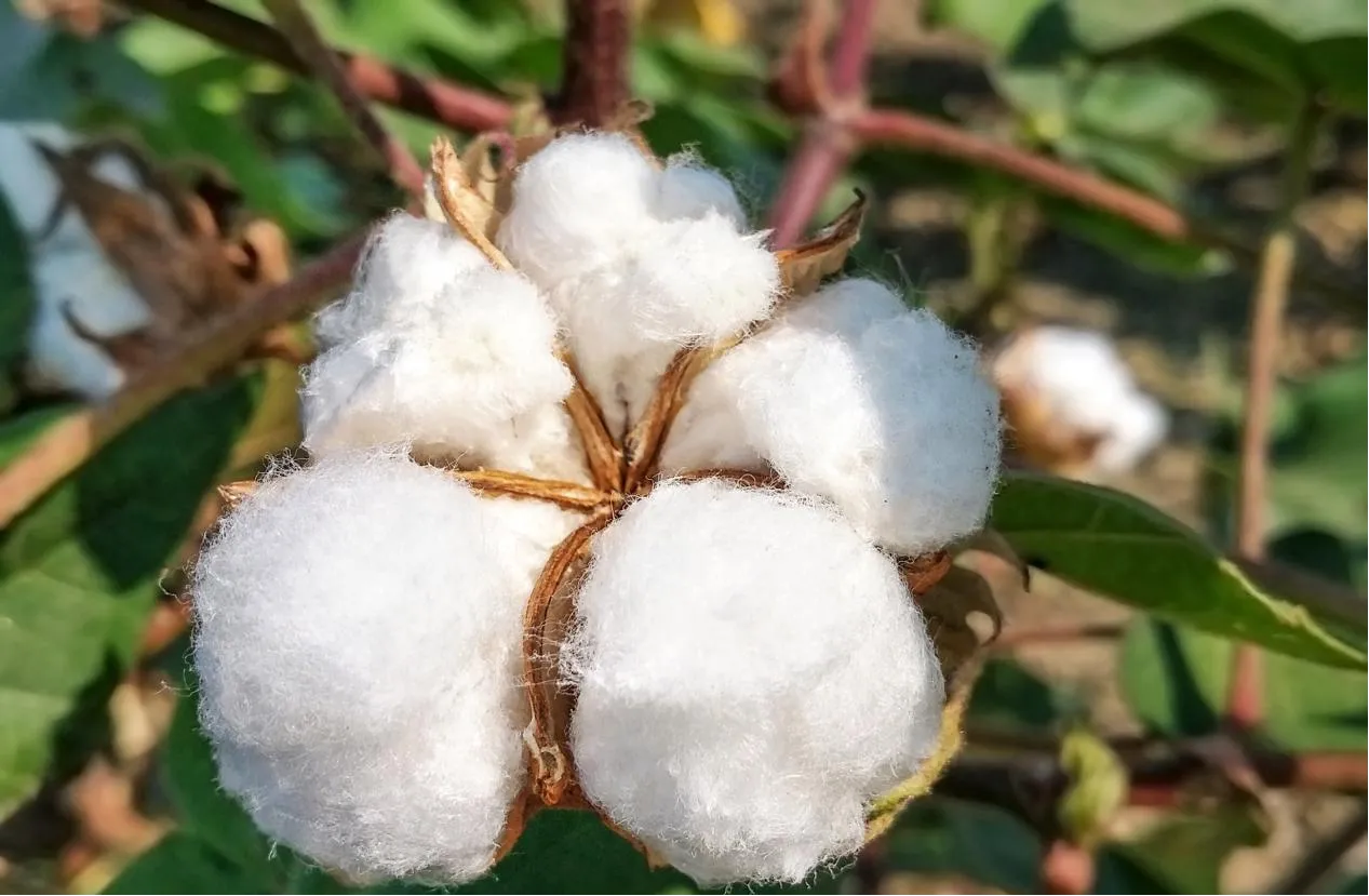 Unlocking the Power of Cellulose: Types, Applications, and Future Innovations