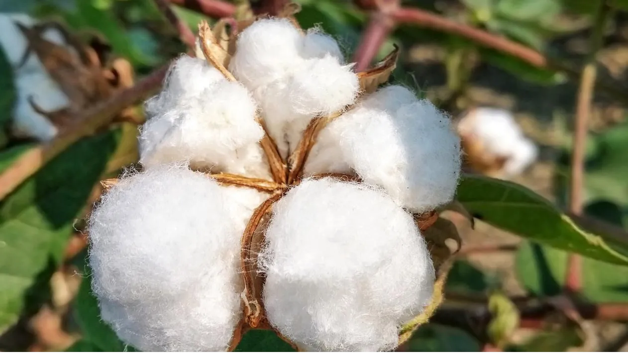 The Importance and Market Trends of HEMC Cellulose