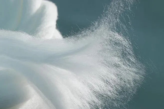 Understanding Cellulose: Structure, Applications, and Innovations Understanding Cellulose: Structure, Applications, and Innovations