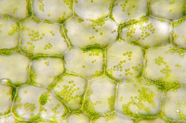 Cellulose: A Natural Polymer of Plant Cell Walls and Its Multiple Applications