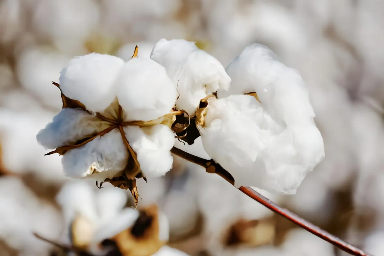 Hydroxyethyl Cellulose Variants and Their Uses