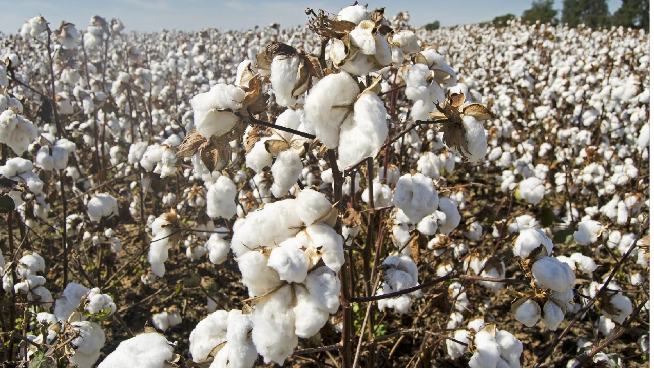 The Endless Versatility of Cellulose: From Fibers to Pharmaceuticals