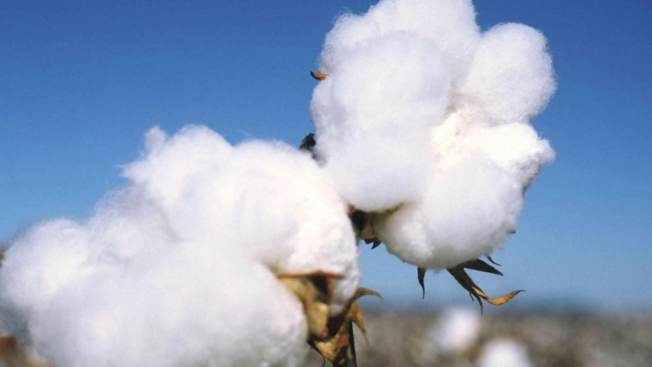 Exploring Different Types of Cellulose: Applications, Chemistry, and Packaging